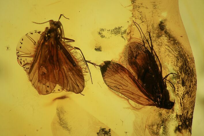 Two Large Fossil Caddisflies (Trichopterae) In Baltic Amber #69285